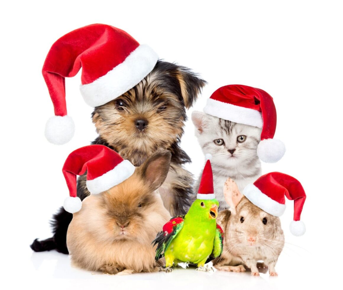 Pet Safe Holidays