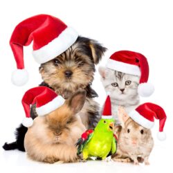 Pet Safe Holidays