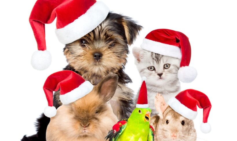 Pet Safe Holidays