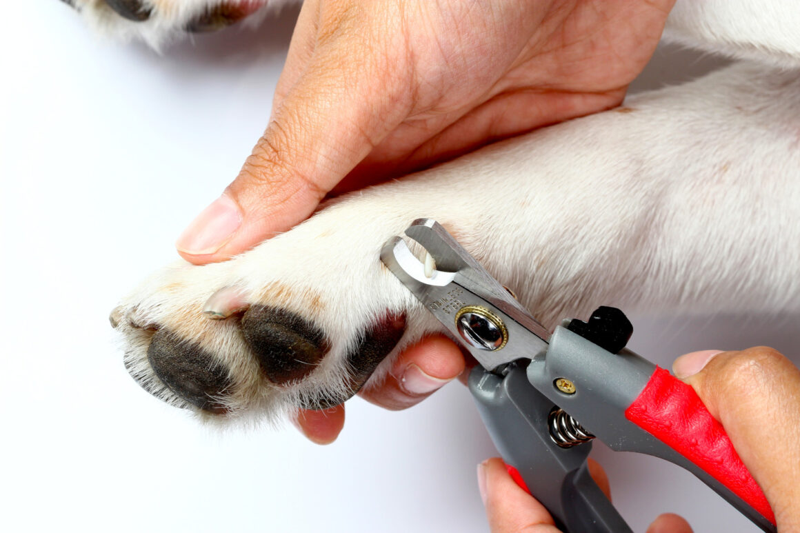 Cutting your Pets Nails