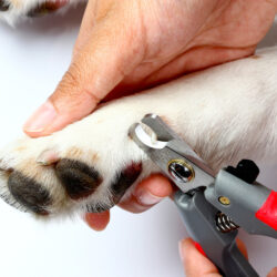 Cutting your Pets Nails