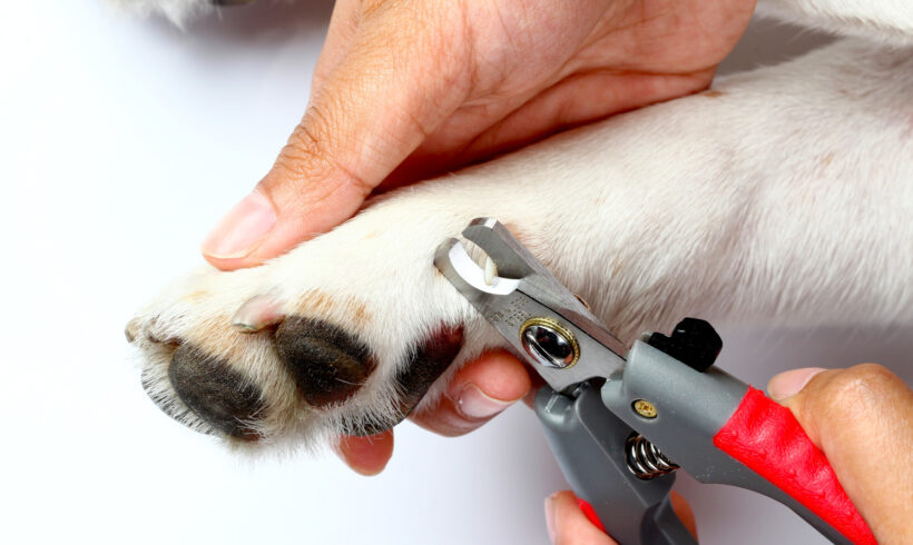 Cutting your Pets Nails