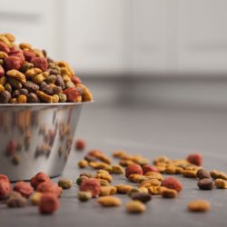 Transitioning your Pets Food